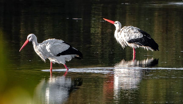 Sortie Cigogne blanche
